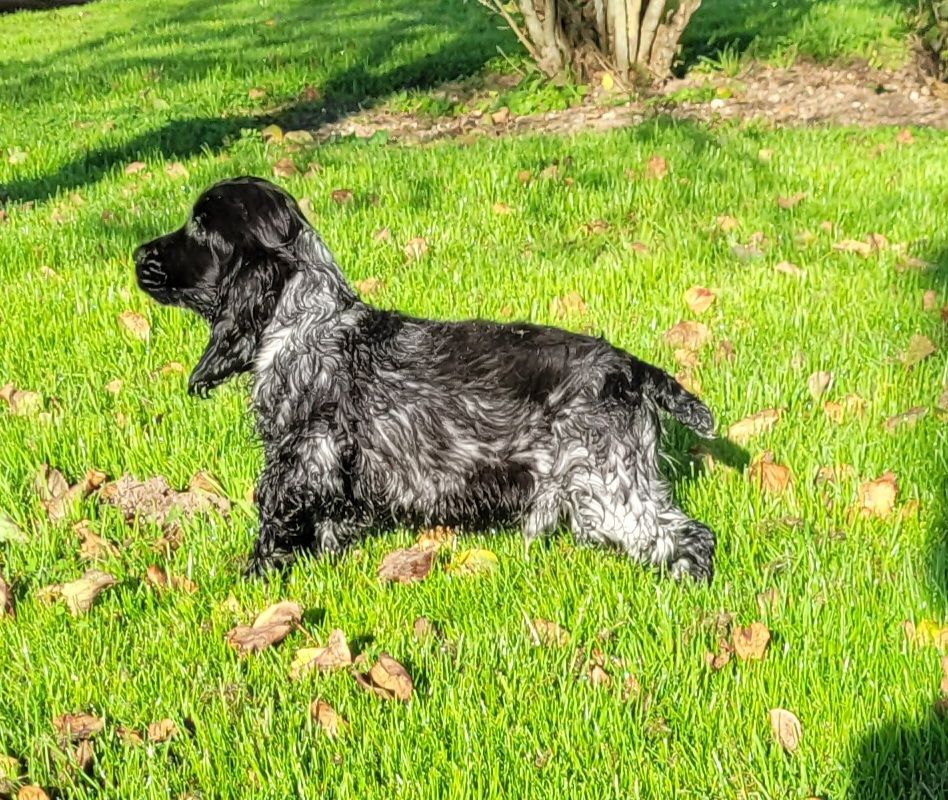 Des marais de courmont - Chiot disponible  - Cocker Spaniel Anglais