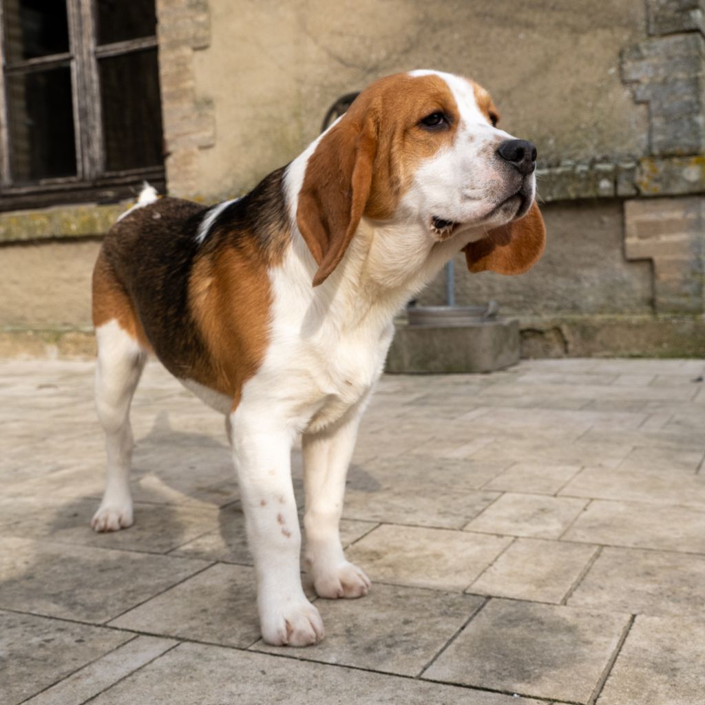 Des marais de courmont - Chiot disponible  - Beagle