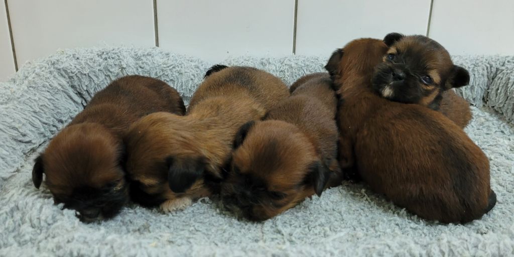 chiot Lhassa Apso Des marais de courmont