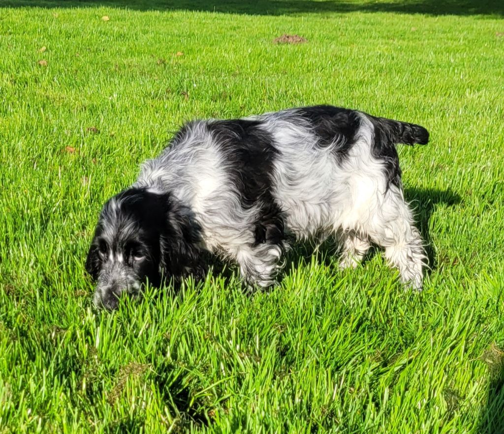 Des marais de courmont - Chiot disponible  - Cocker Spaniel Anglais