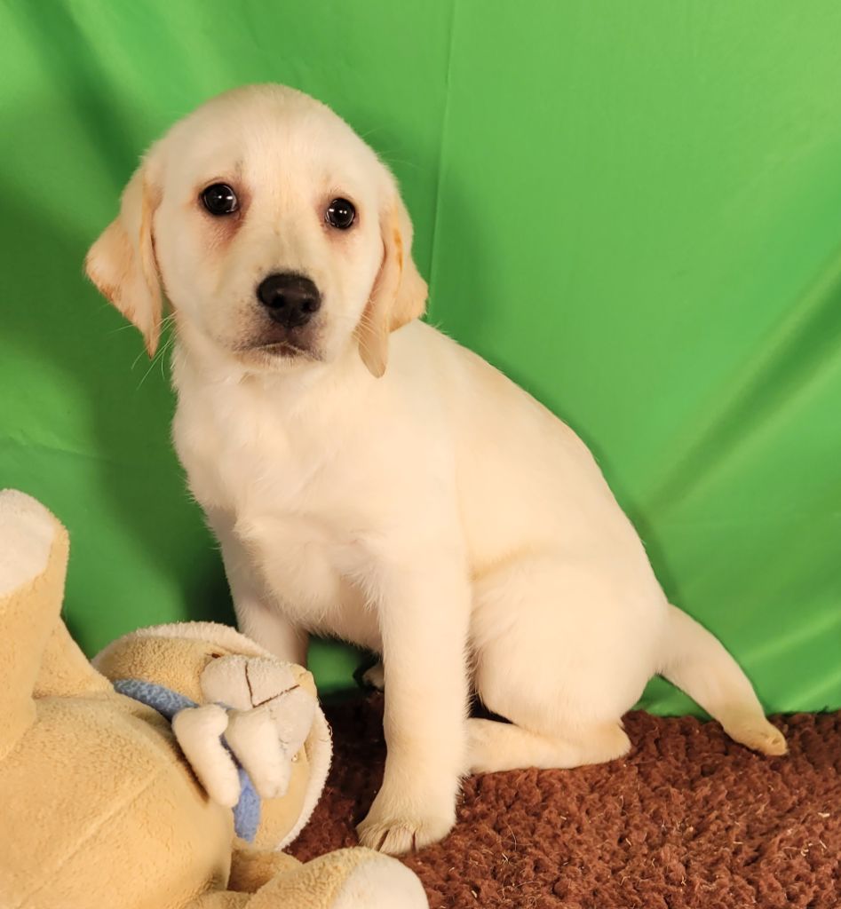 Des marais de courmont - Chiot disponible  - Labrador Retriever