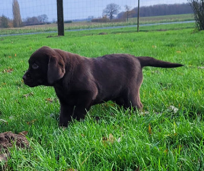 Des marais de courmont - Labrador Retriever - Portée née le 05/03/2024