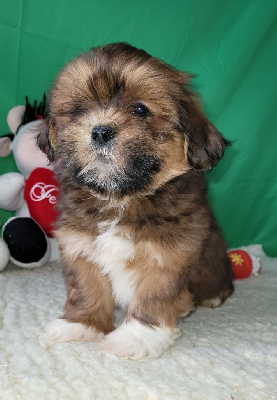 Des marais de courmont - Lhassa Apso - Portée née le 30/12/2024