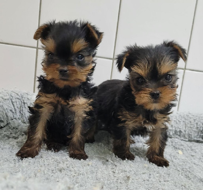 Des marais de courmont - Yorkshire Terrier - Portée née le 08/10/2024