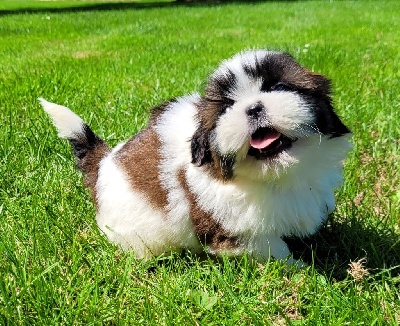 Des marais de courmont - Shih Tzu - Portée née le 08/05/2024