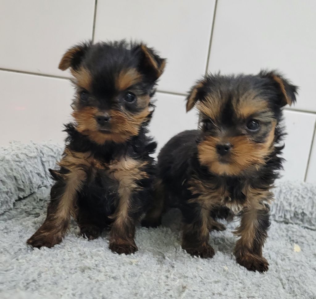 Des marais de courmont - Chiot disponible  - Yorkshire Terrier