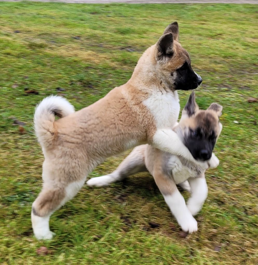 Des marais de courmont - Chiot disponible  - Akita americain