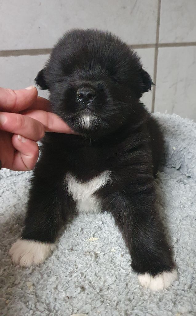 Des marais de courmont - Chiot disponible  - Akita americain