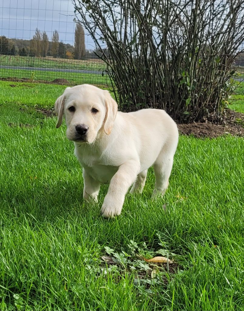 Des marais de courmont - Chiot disponible  - Labrador Retriever