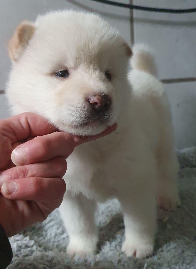 Des marais de courmont - Chiot disponible  - Akita americain