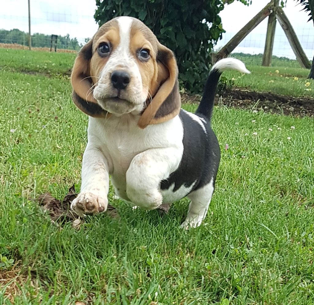 Des marais de courmont - Chiot disponible  - Beagle