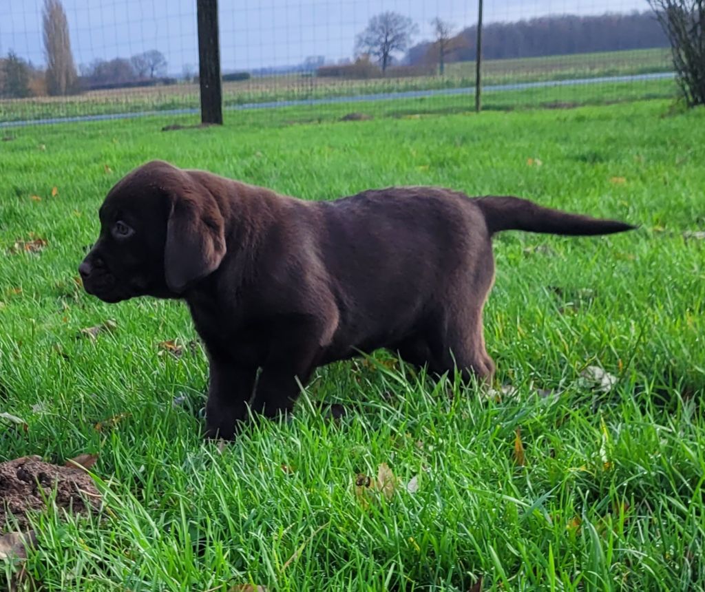 Des marais de courmont - Chiot disponible  - Labrador Retriever