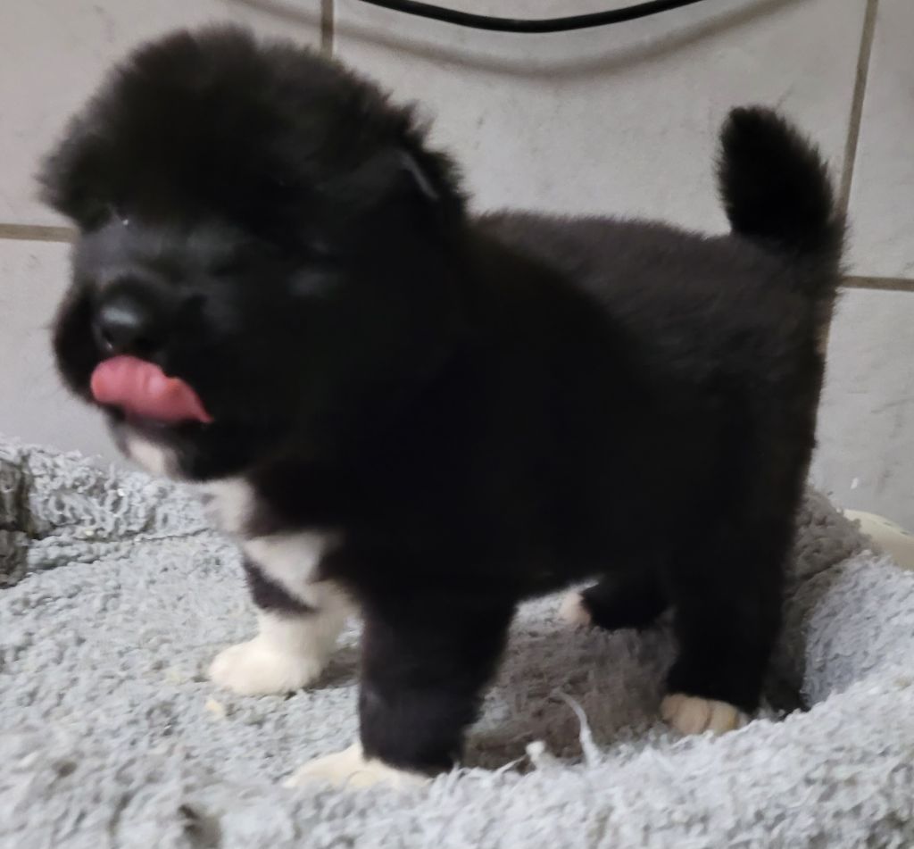 Des marais de courmont - Chiot disponible  - Akita americain