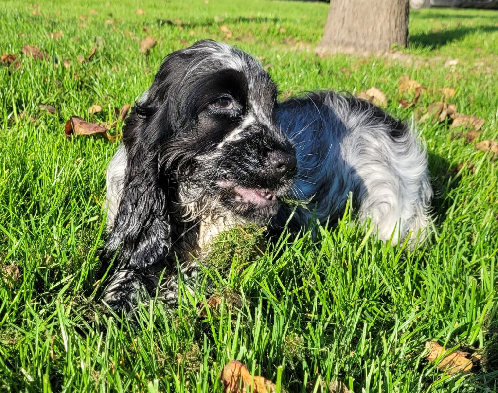 Des marais de courmont - Chiot disponible  - Cocker Spaniel Anglais