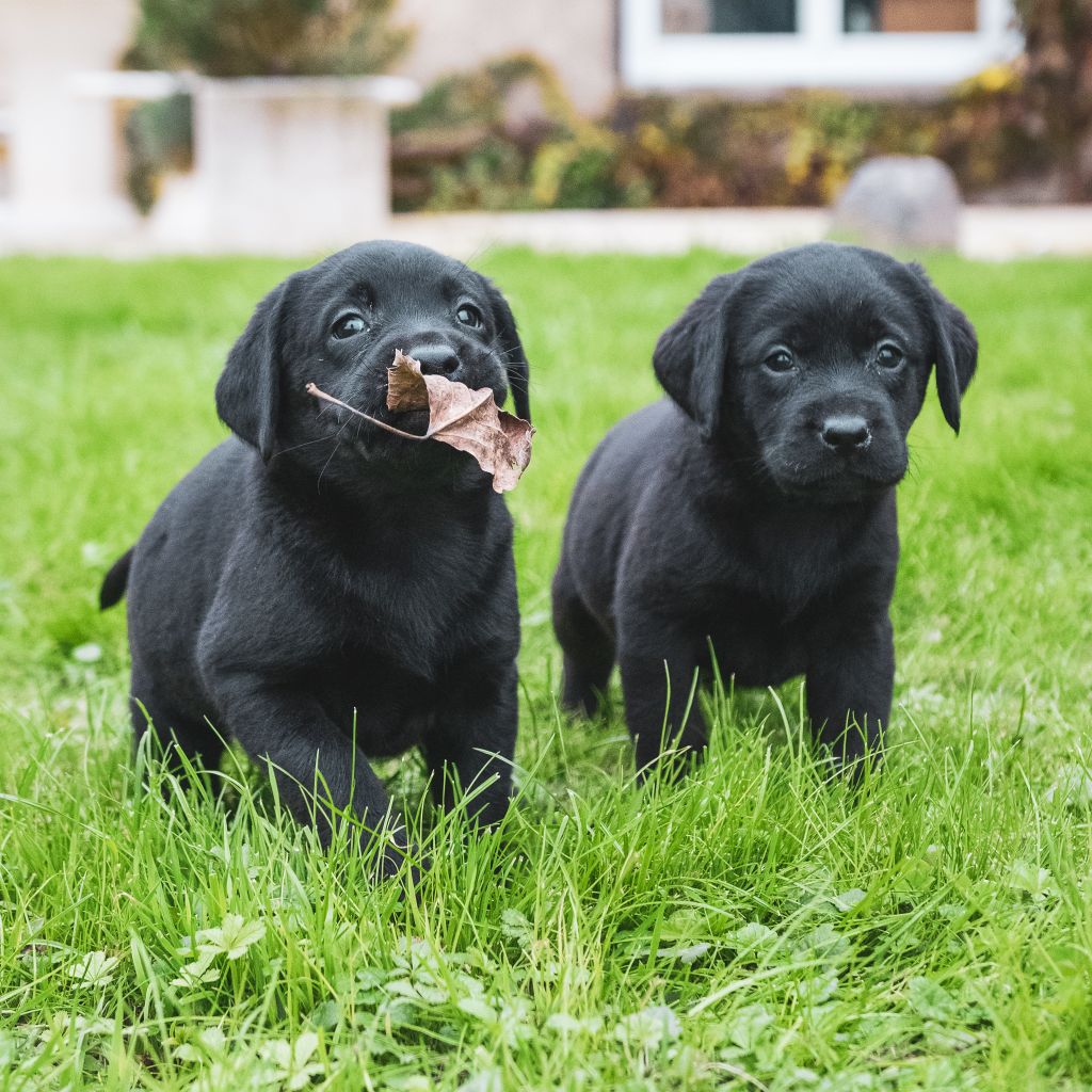 Des marais de courmont - Chiot disponible  - Labrador Retriever