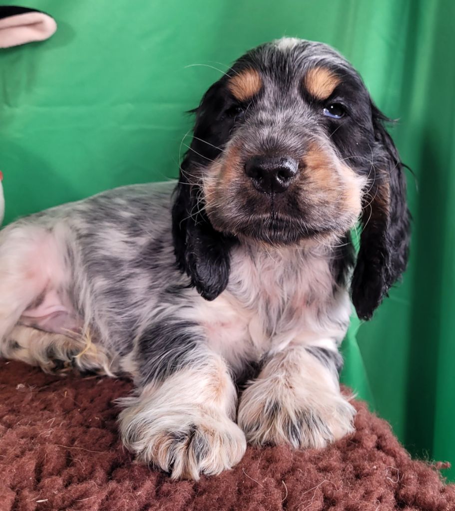 Des marais de courmont - Chiot disponible  - Cocker Spaniel Anglais