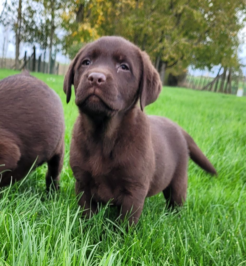 Des marais de courmont - Chiot disponible  - Labrador Retriever