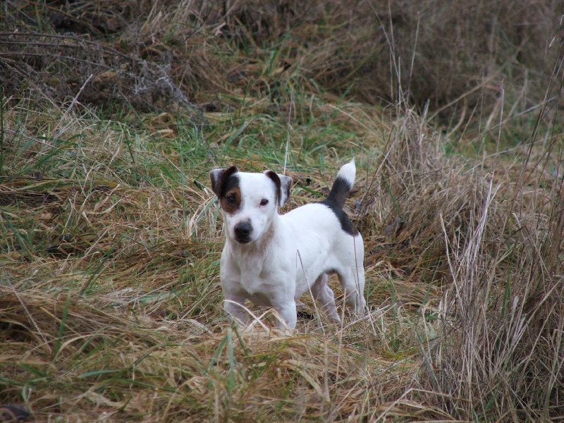 Arruck dit aaron Des marais de courmont