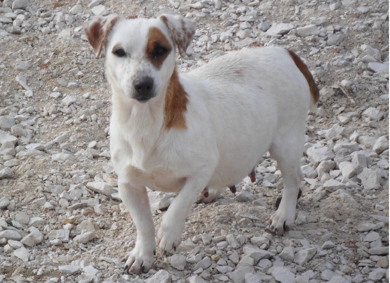 Chipie Des marais de courmont