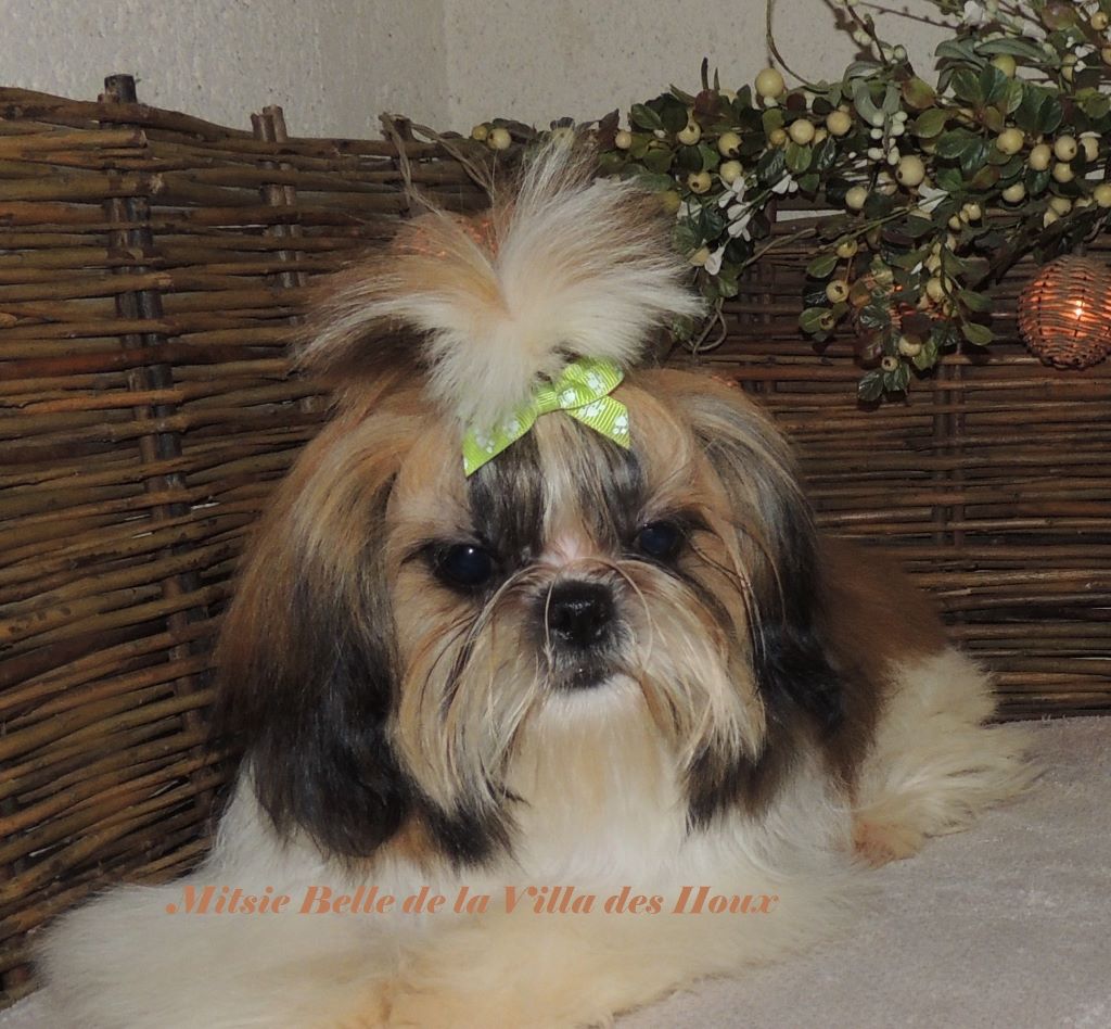 Mitsie belle De La Villa Des Houx