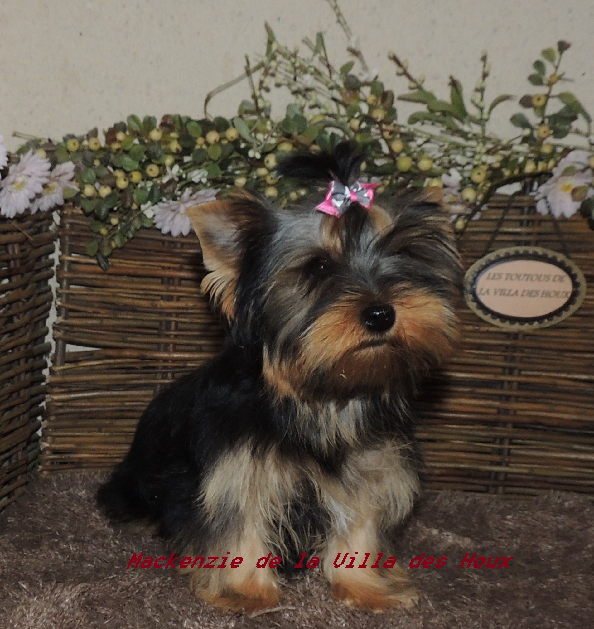 Mackenzie De La Villa Des Houx