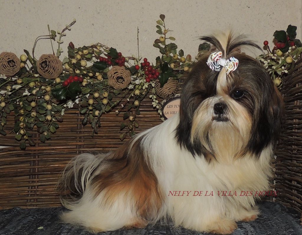 Nelfy De La Villa Des Houx