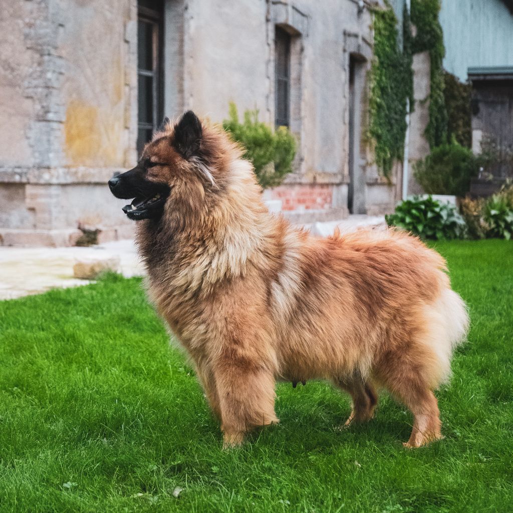 Mika Des marais de courmont