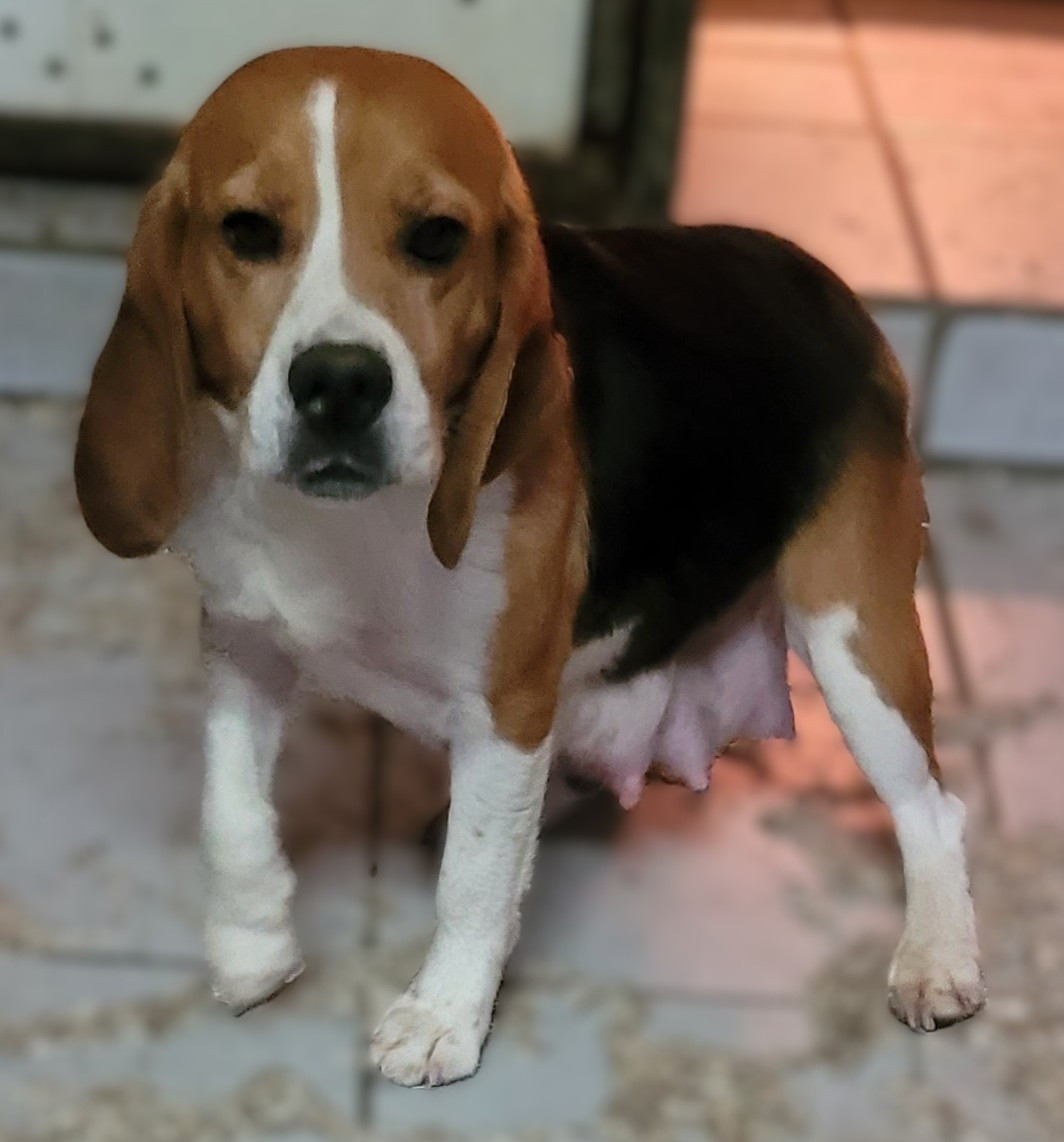 Siji Des marais de courmont