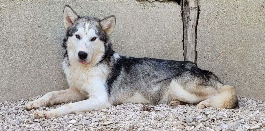 Urusca Des marais de courmont