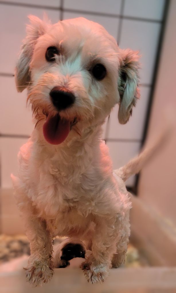 Tartine Des marais de courmont