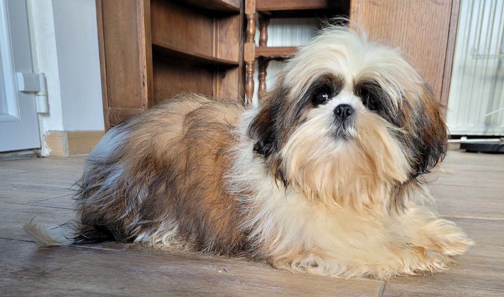 Rambo Des marais de courmont