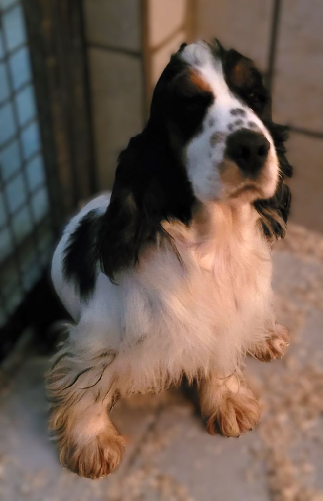 Serena Des marais de courmont