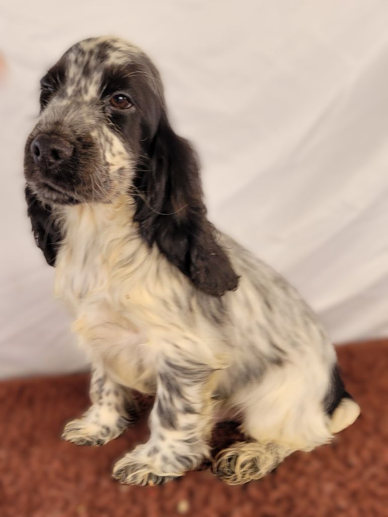 Vito Des marais de courmont