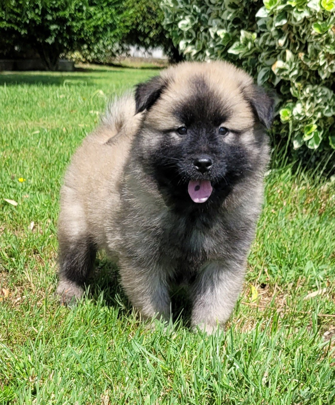 Alva Des marais de courmont