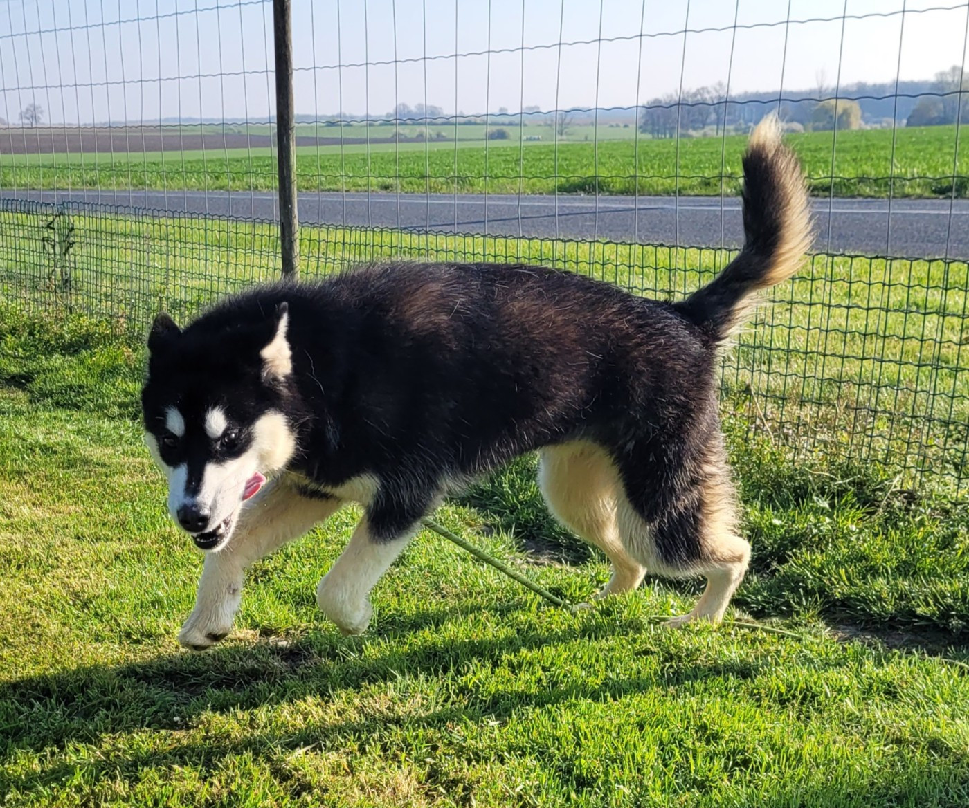 Athena Des marais de courmont
