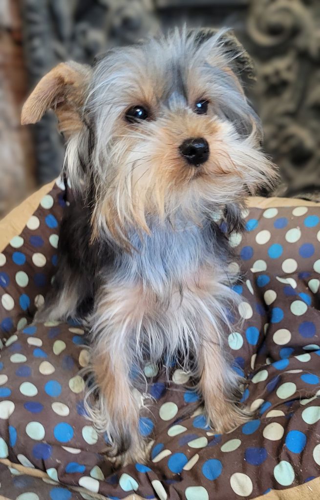 Des marais de courmont - Chiots disponibles - Yorkshire Terrier