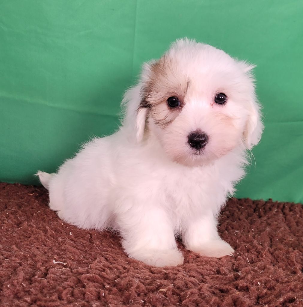 Des marais de courmont - Chiots disponibles - Coton de Tulear