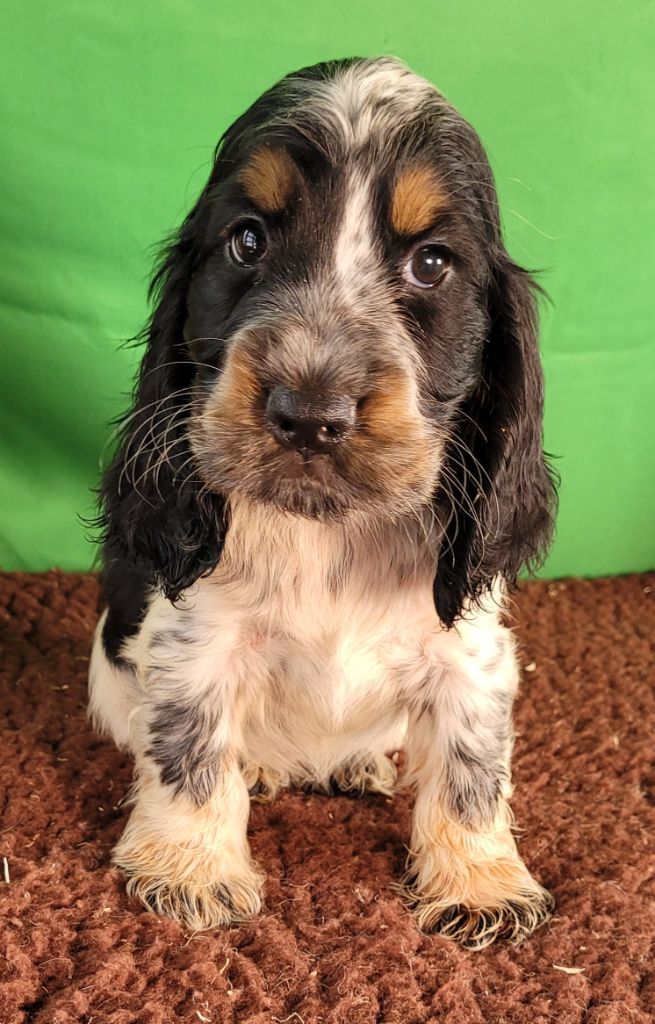 Des marais de courmont - Chiots disponibles - Cocker Spaniel Anglais