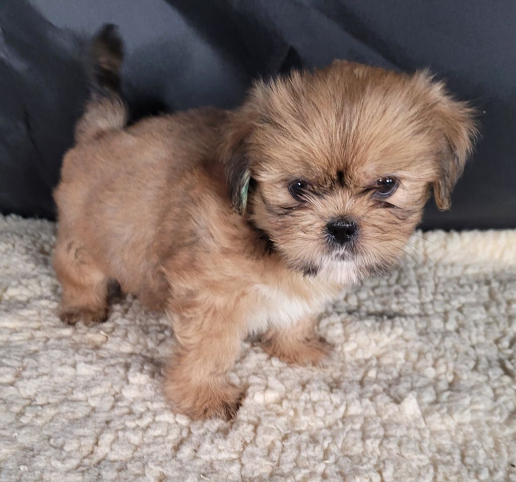 Des marais de courmont - Chiots disponibles - Lhassa Apso