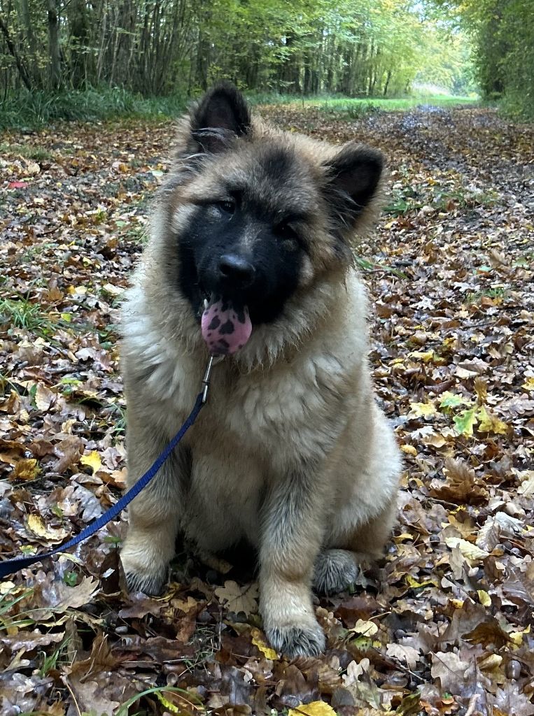 Des marais de courmont - Chiots disponibles - Eurasier