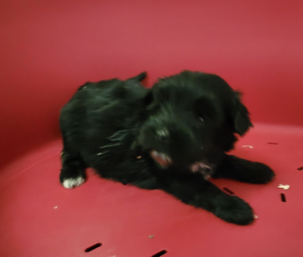 Des marais de courmont - Chiots disponibles - Terrier Tibetain