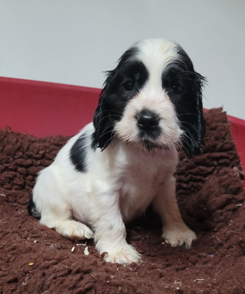 Des marais de courmont - Chiots disponibles - Cocker Spaniel Anglais