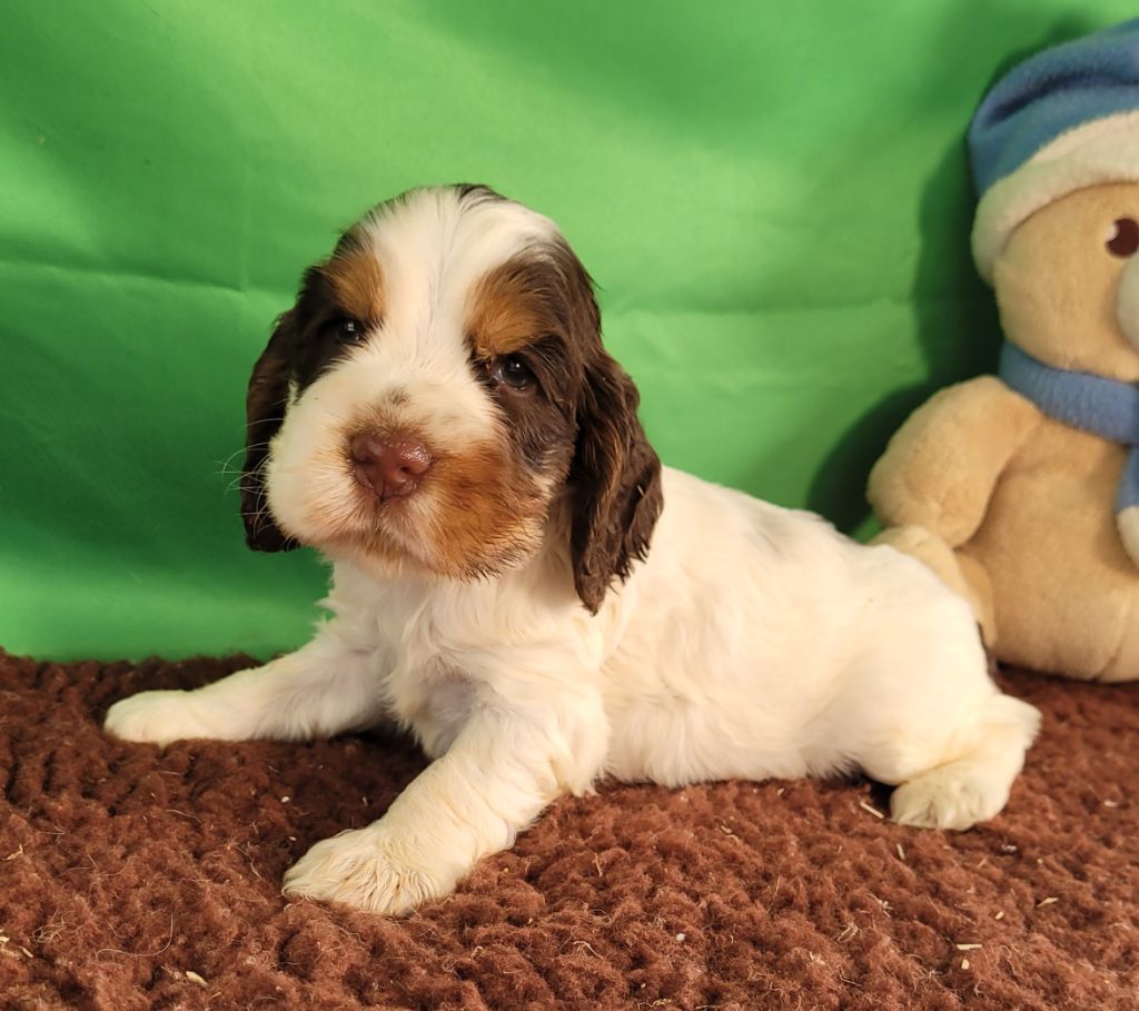 Des marais de courmont - Chiots disponibles - Cocker Spaniel Anglais
