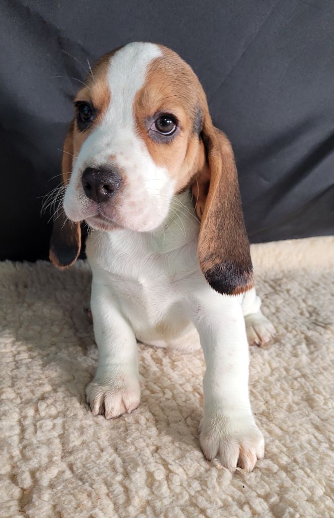 Des marais de courmont - Chiots disponibles - Beagle