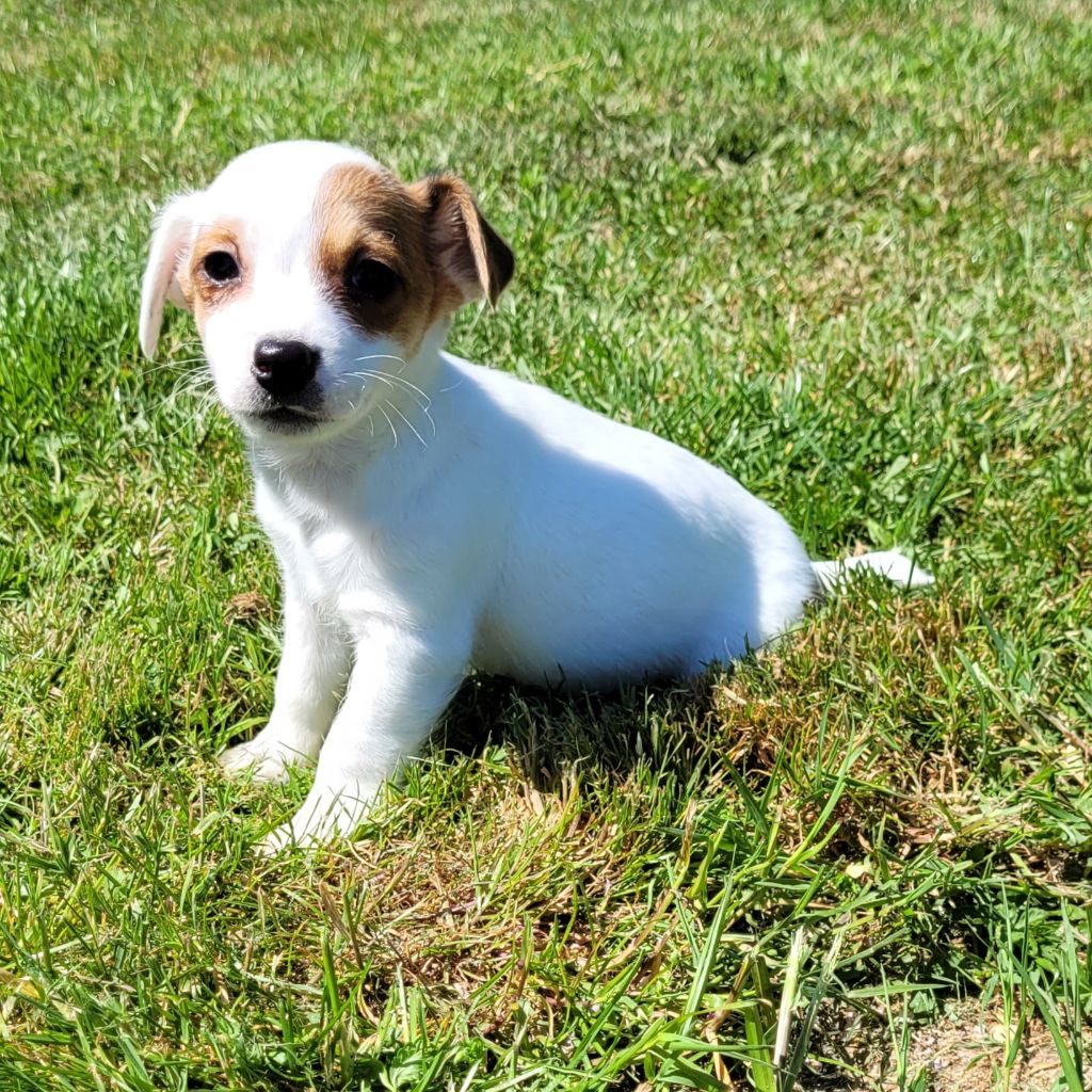 Des marais de courmont - Chiots disponibles - Jack Russell Terrier