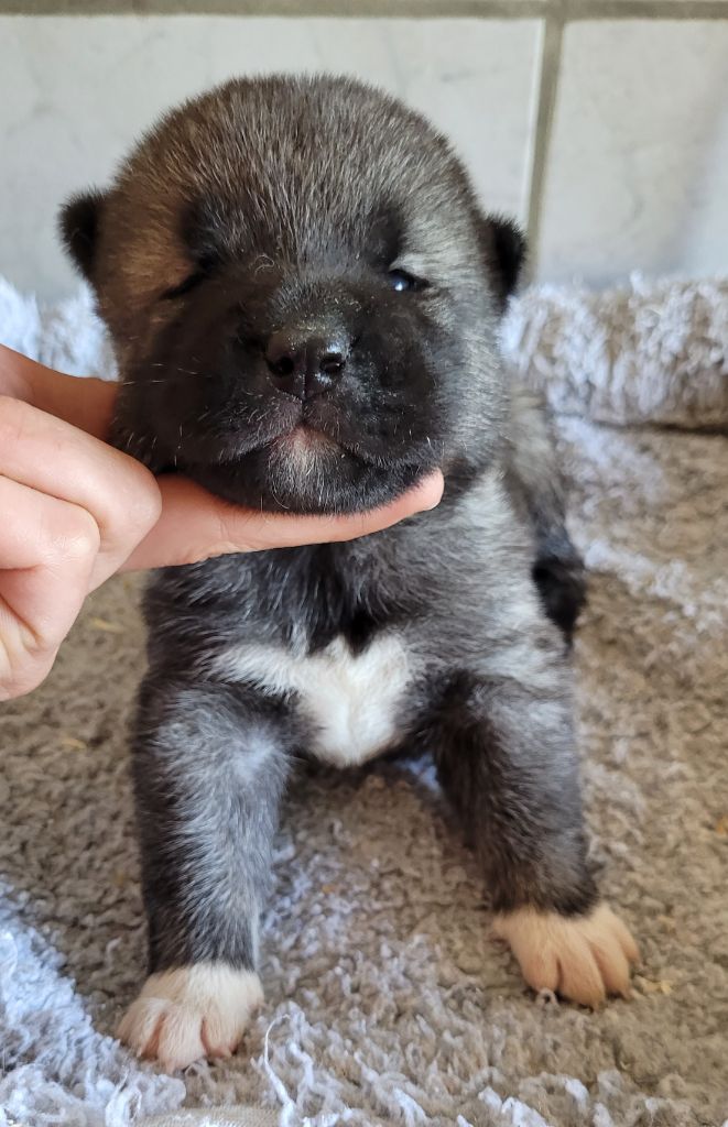 Des marais de courmont - Chiots disponibles - Akita americain