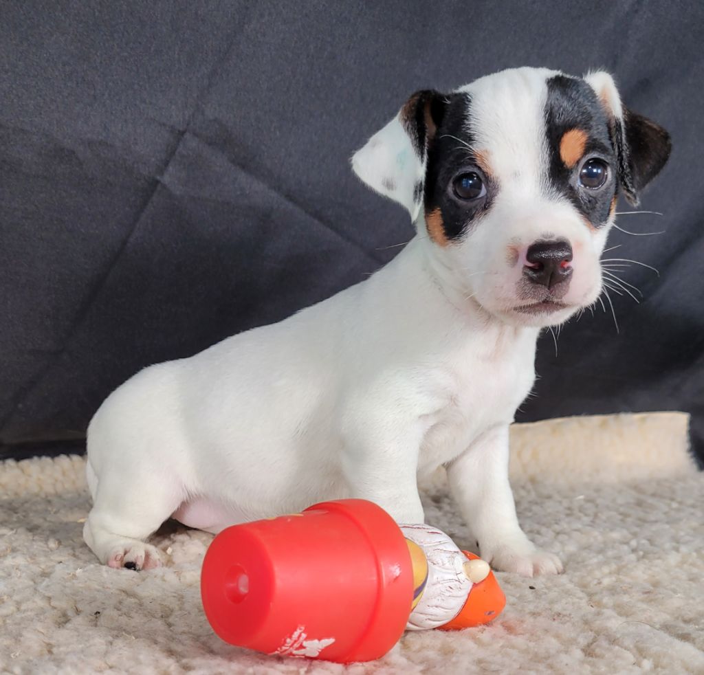 Des marais de courmont - Chiots disponibles - Jack Russell Terrier
