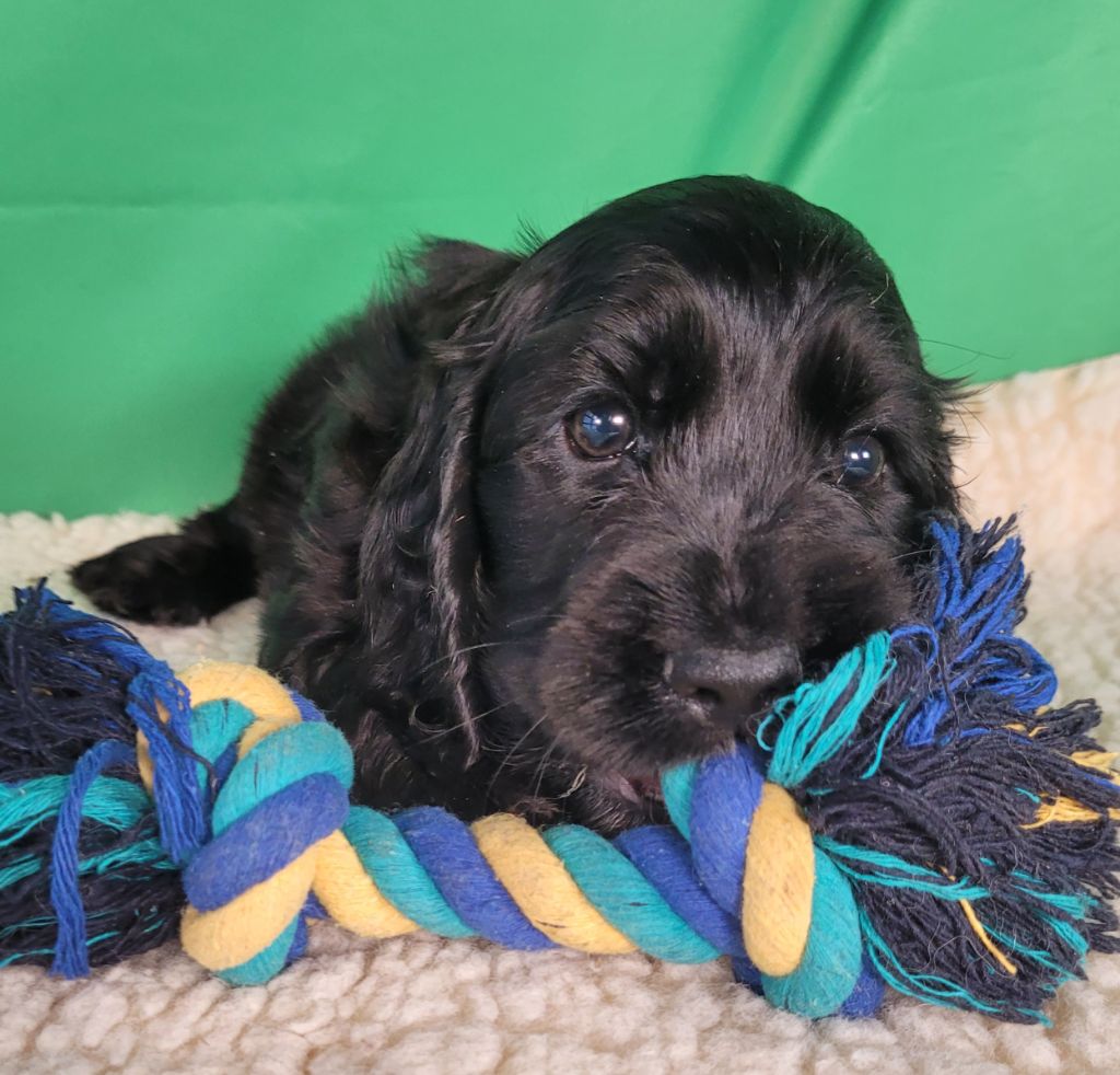 Des marais de courmont - Chiots disponibles - Cocker Spaniel Anglais