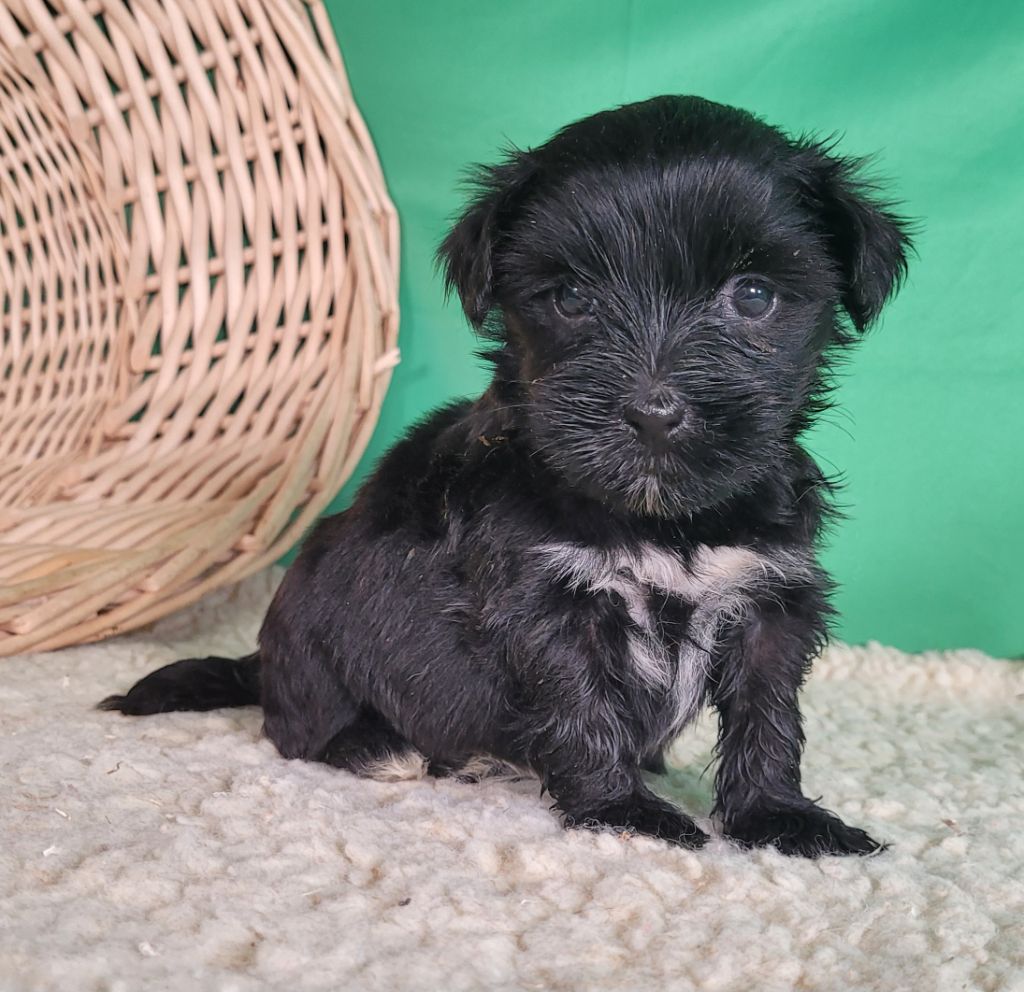 Des marais de courmont - Chiots disponibles - Terrier Tibetain