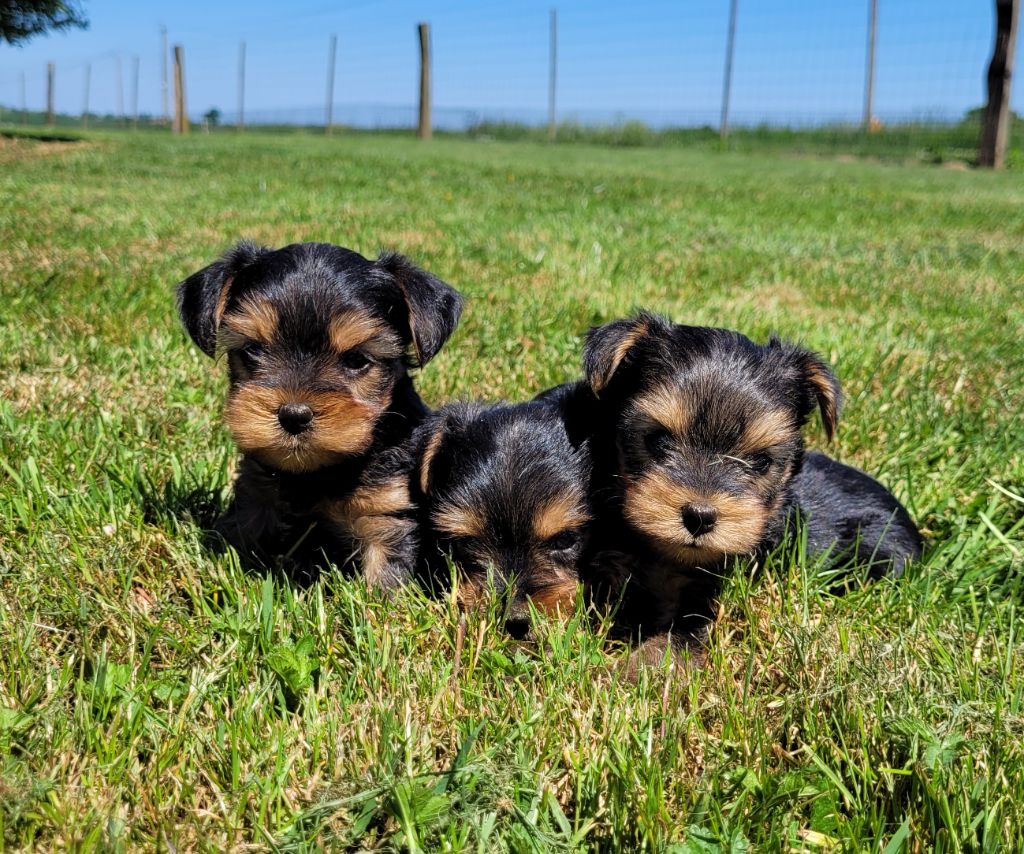 Des marais de courmont - Chiots disponibles - Yorkshire Terrier